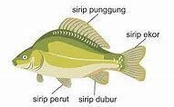 Ikan Bergerak Menggunakan Sirip